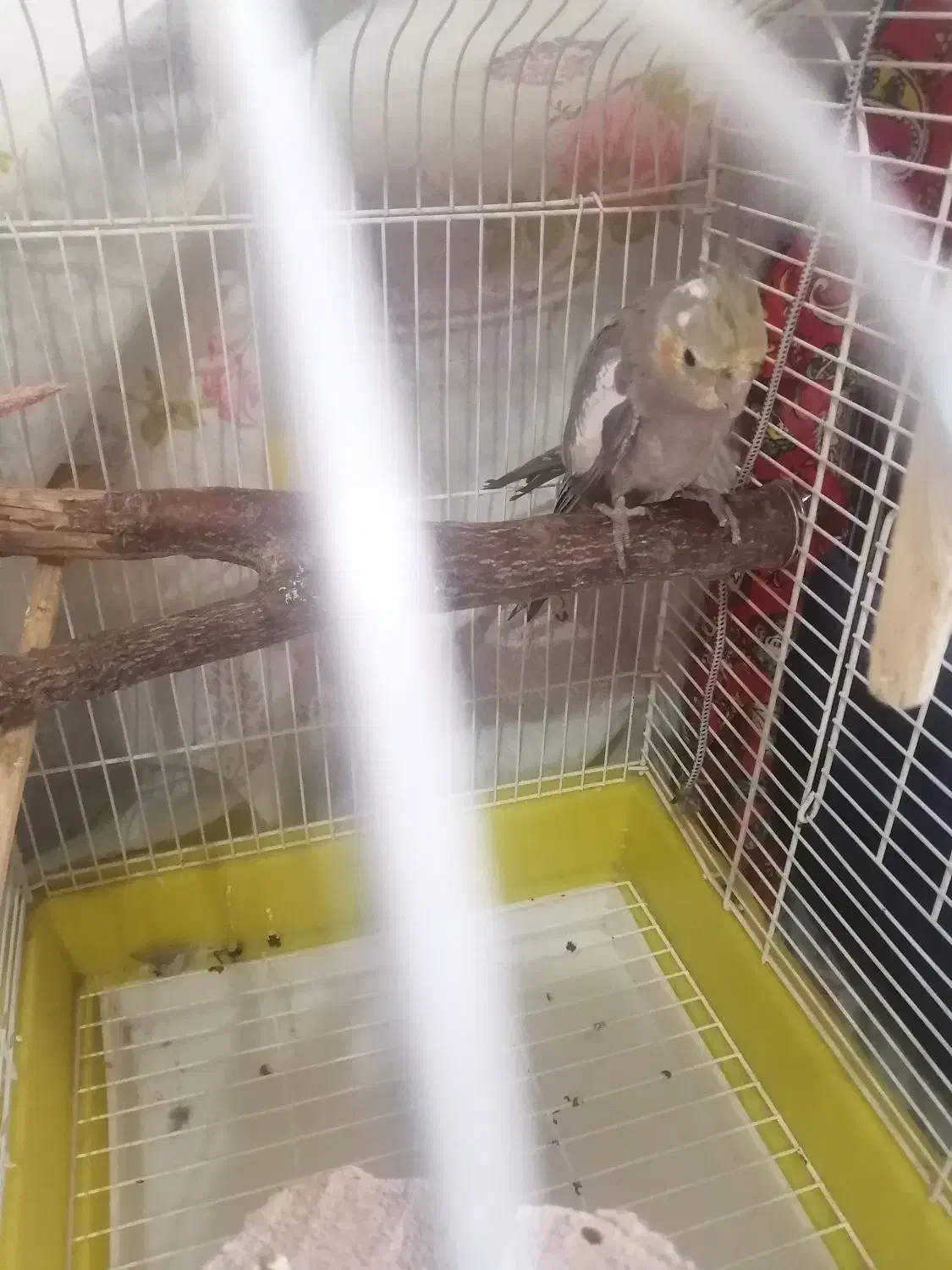 عروس هلندی دستی|پرنده|زنجان, |دیوار