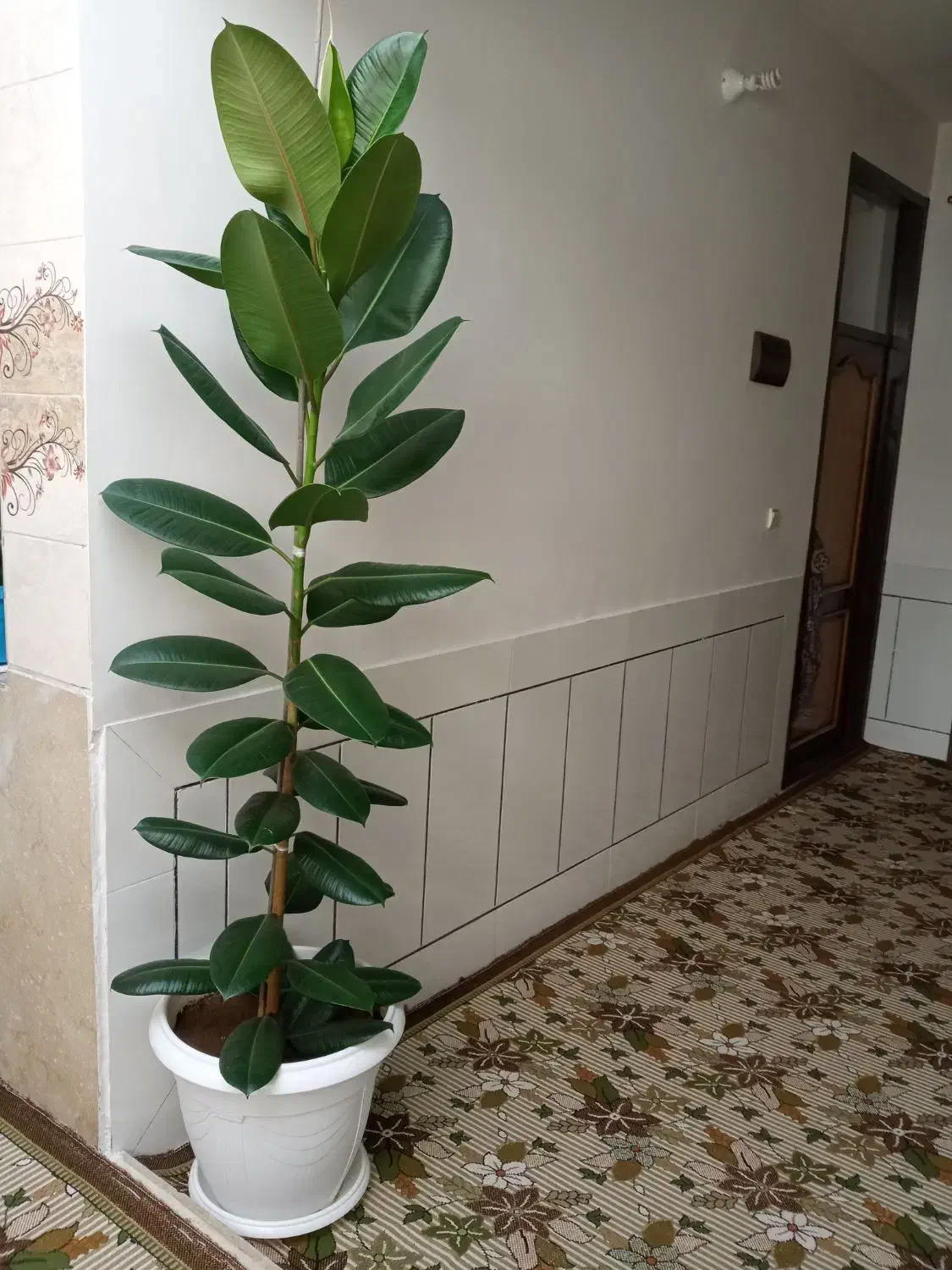 گل فیگوس|گل و گیاه طبیعی|فارسان, |دیوار