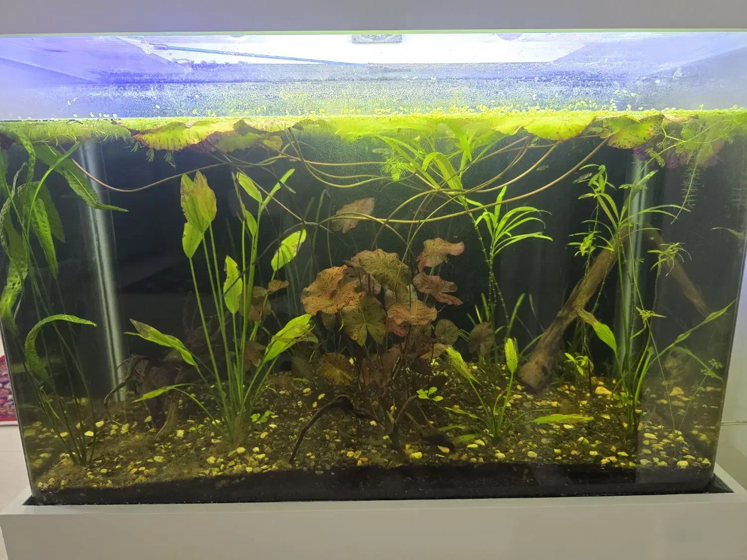 آکواریوم خم ۹۰ درجه کمدار پایه دار|ماهی|مشهد, فاطمیه|دیوار