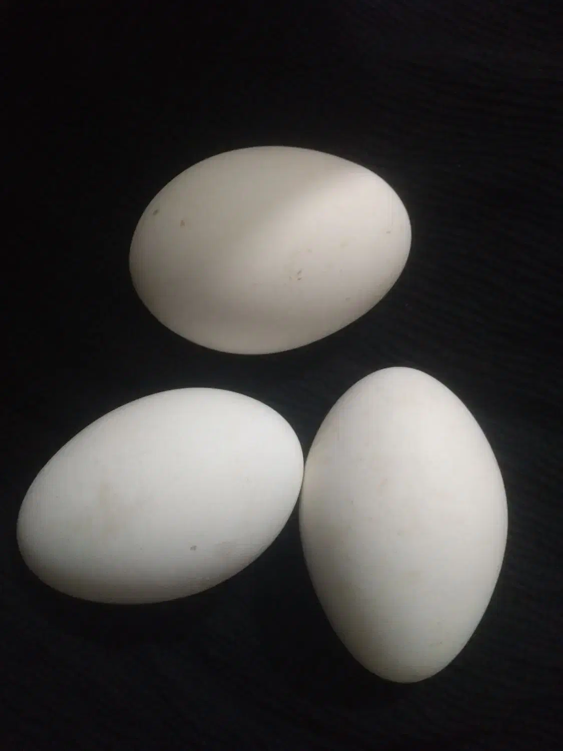 تخم غاز|حیوانات مزرعه|شوشتر, |دیوار