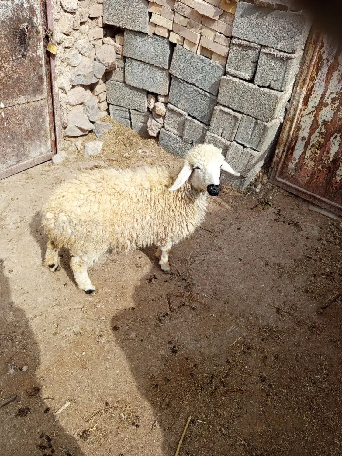 بره ماده|حیوانات مزرعه|قهستان, |دیوار