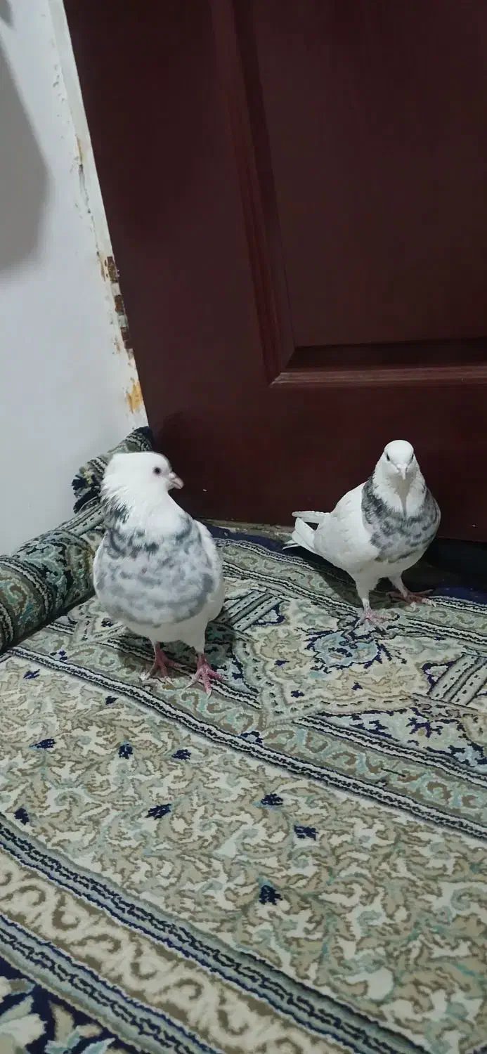 کفتر طوقی|پرنده|پردیس, شهرک صنعتی خرمدشت فاز ۷|دیوار