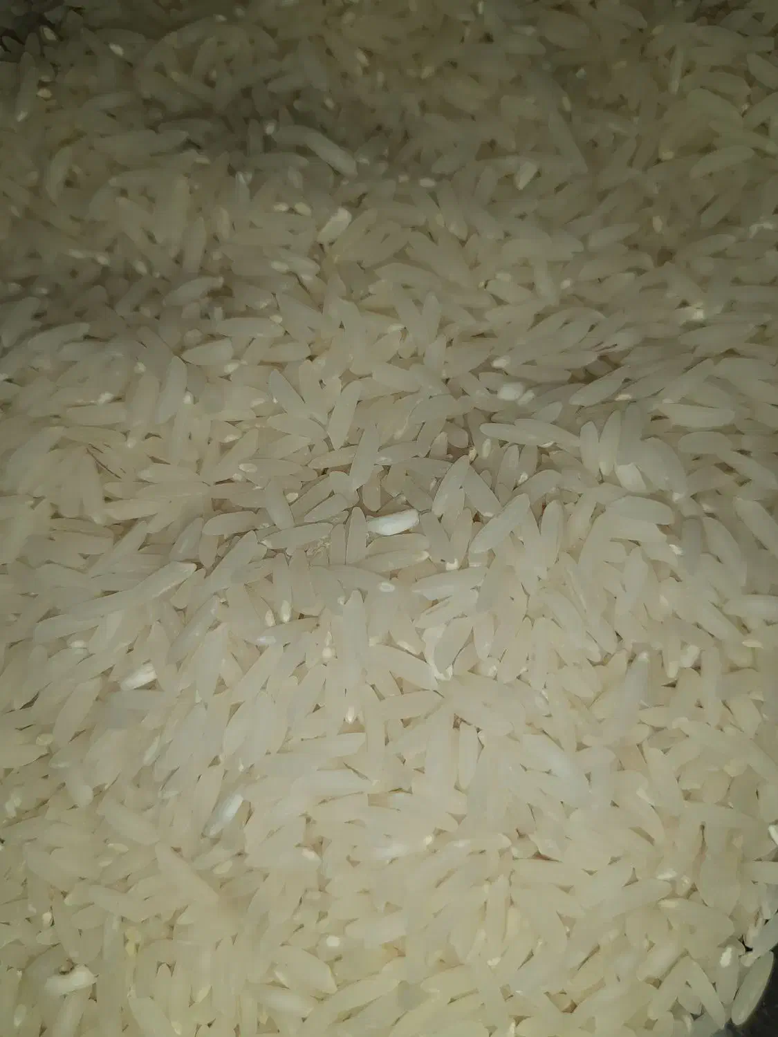 برنج طارم و شیرودی کیفیت بالا به قیمت عمده|خوردنی و آشامیدنی|سرخرود, |دیوار