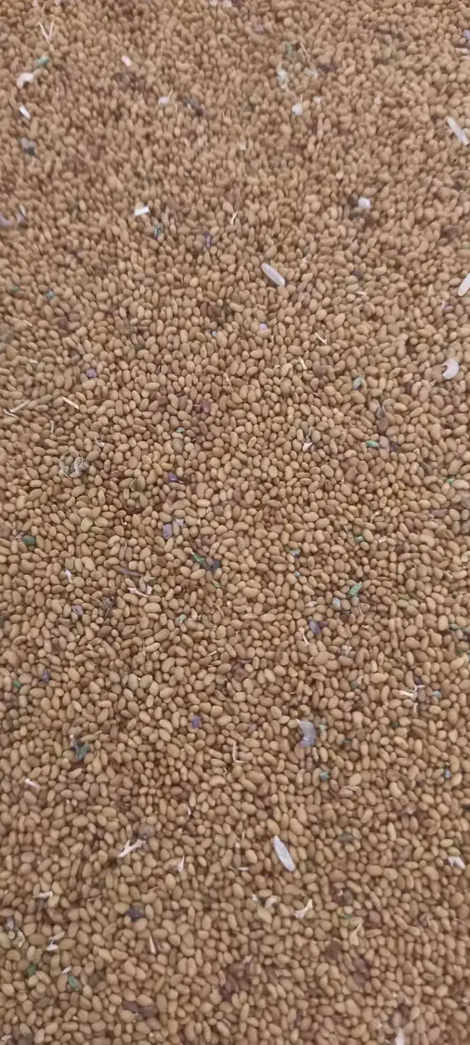 بذر یونجه|عمدهفروشی|نصر آباد, |دیوار