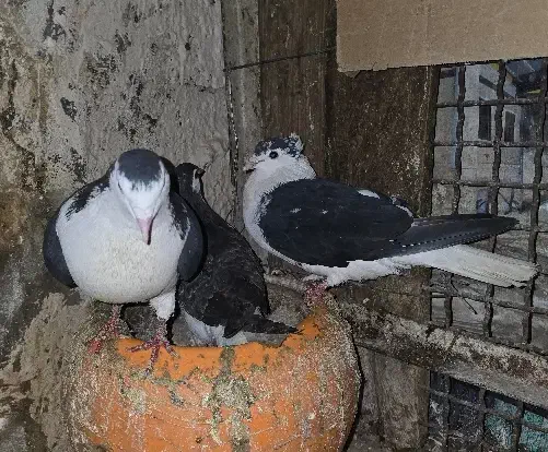 کفتر|پرنده|مشهد, فدک|دیوار