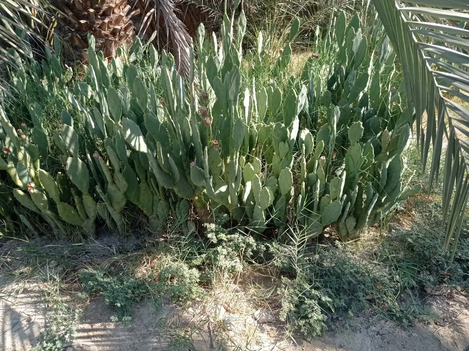 قلمه کاکتوس آپونتیای میوه دار|گل و گیاه طبیعی|گله دار, |دیوار