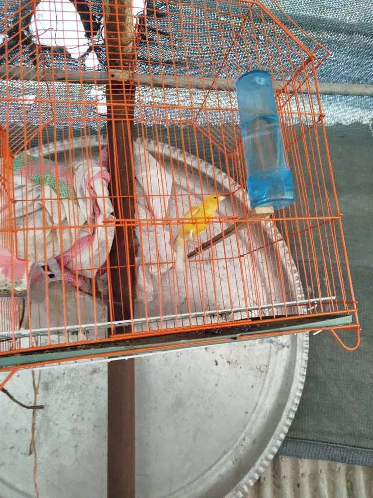 قناری|پرنده|سوسنگرد, |دیوار