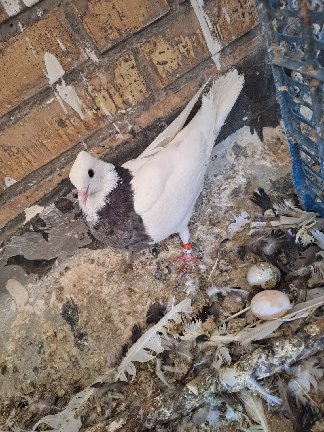 چشنوک طوقی ماده|پرنده|مسجد سلیمان, |دیوار