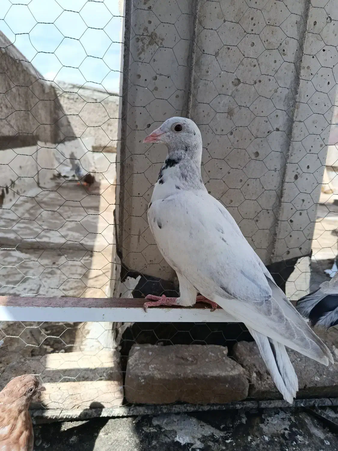 کفتر دودی هفرنگ لک دار|پرنده|الوند, |دیوار