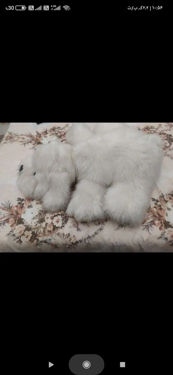 عروسک|اسباببازی|تبریز, |دیوار