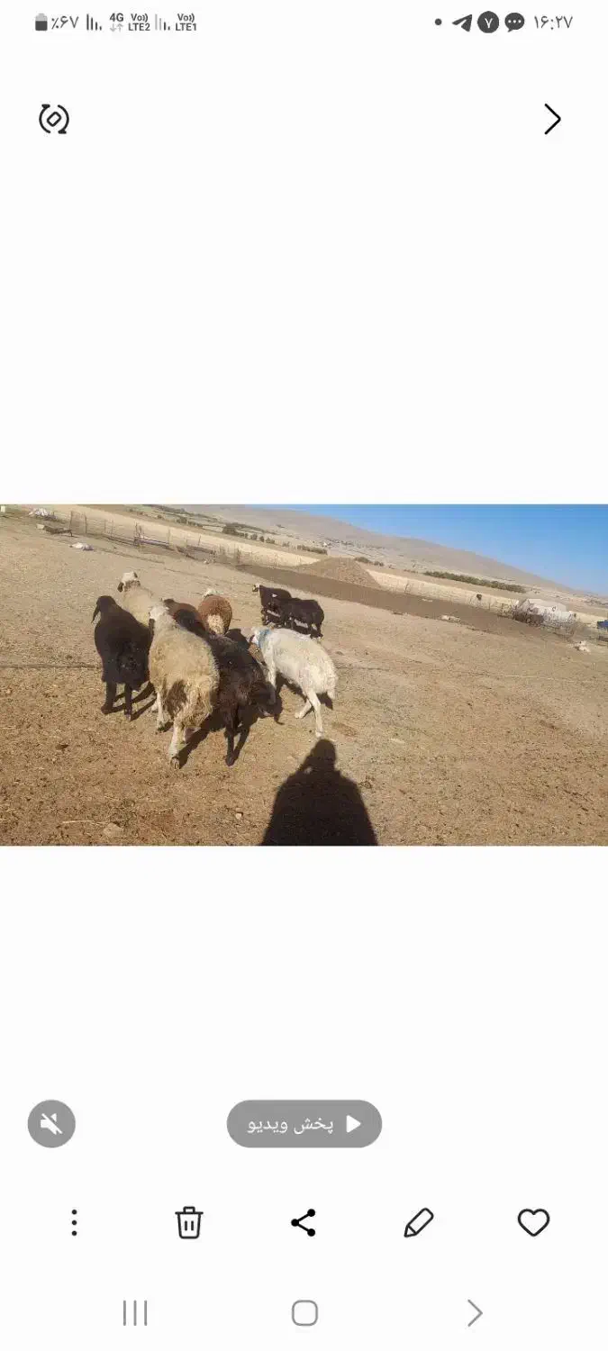 بره نر افشاری|حیوانات مزرعه|اشترینان, |دیوار