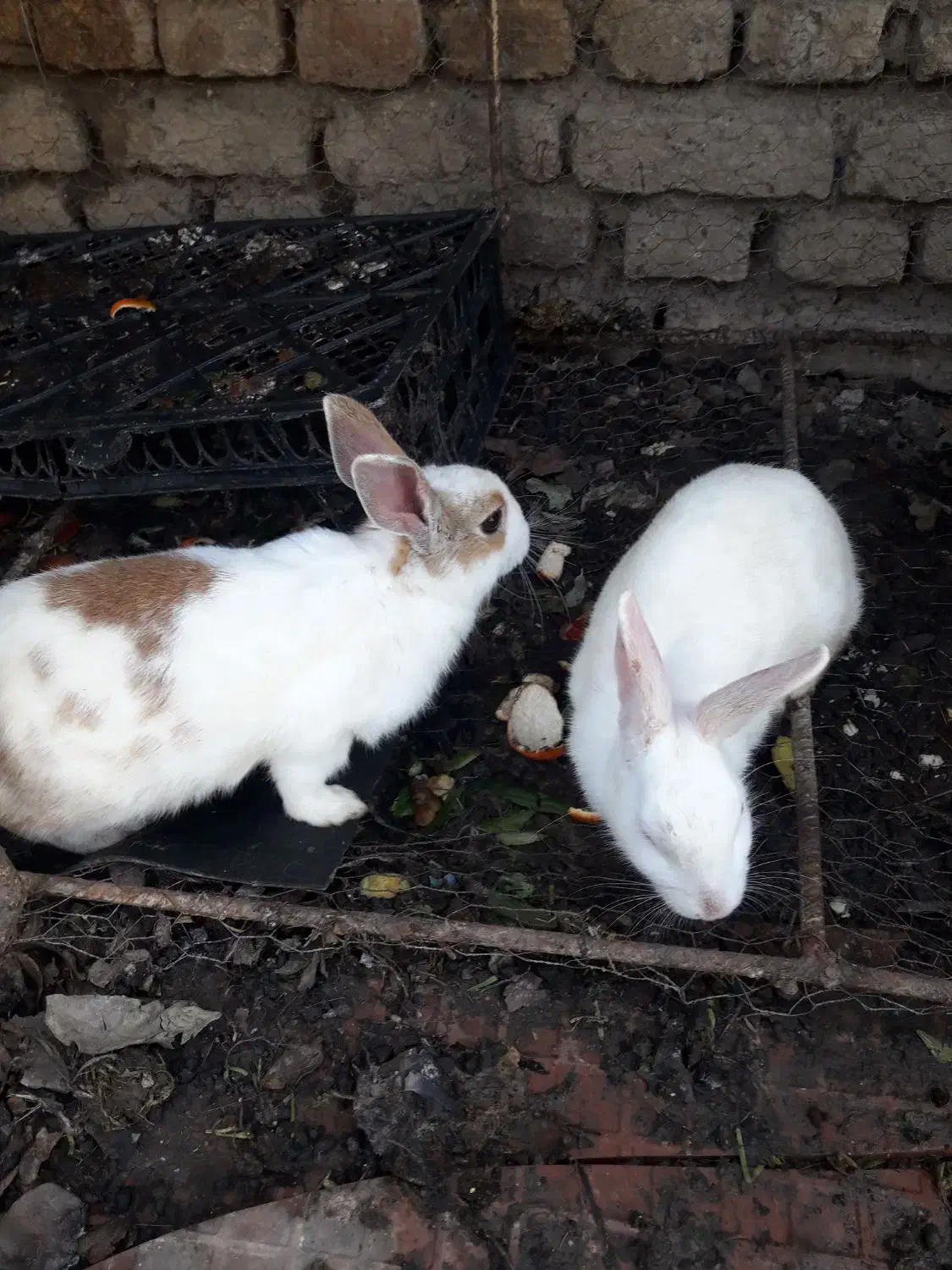 خرگوش|موش و خرگوش|مینودشت, |دیوار