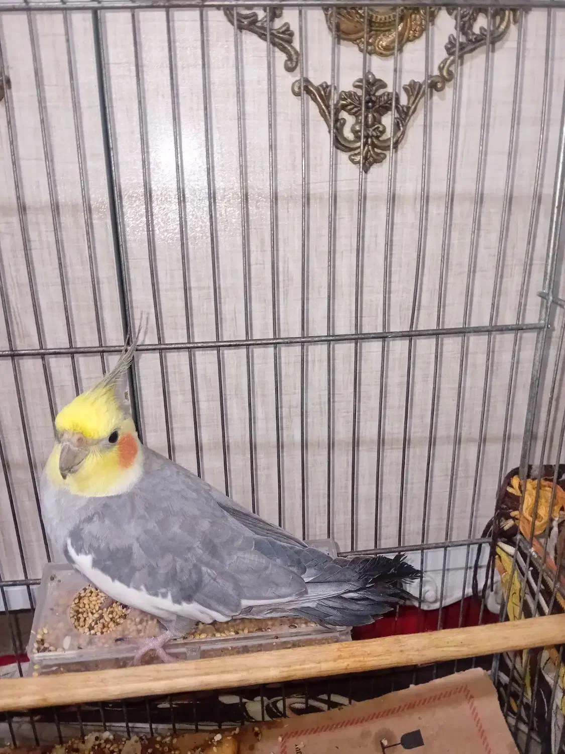 پرنده|پرنده|تهران, سازمان برنامه جنوبی|دیوار