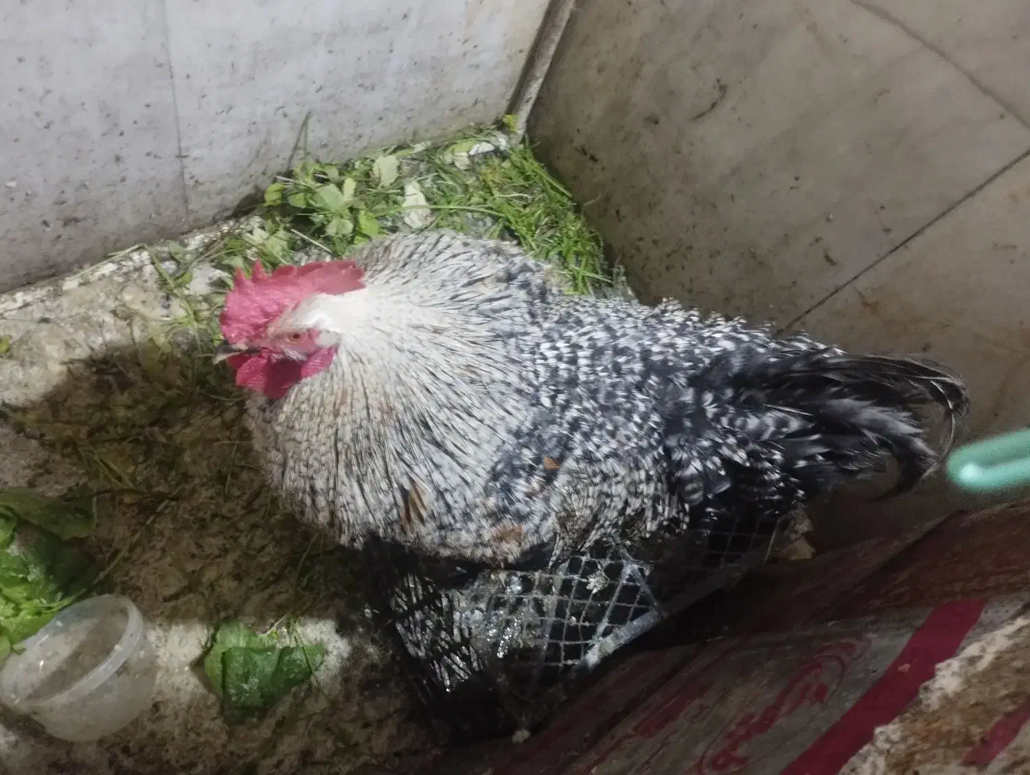 یک عدد خروس محلی|حیوانات مزرعه|تهران, ترمینال جنوب|دیوار