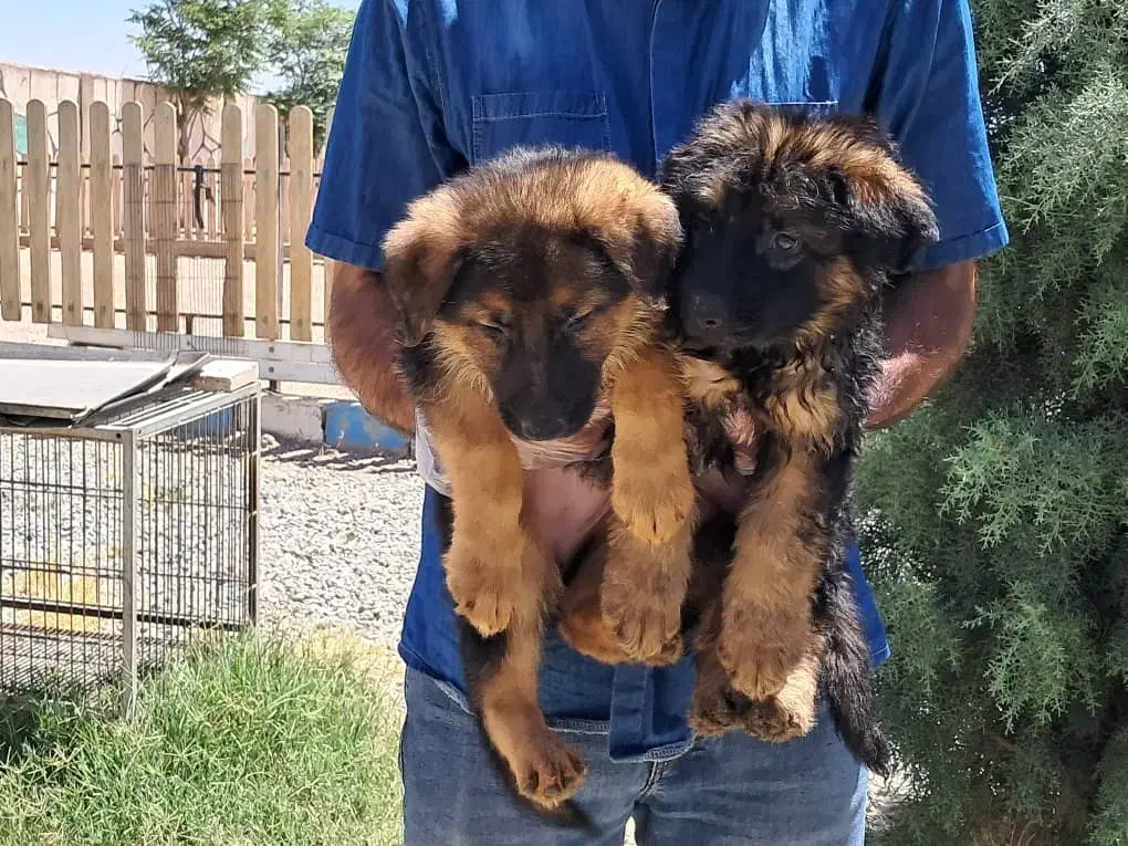 مرکز تخصصی سگ های گارد توله های اورجینال|سگ|گرمدره, |دیوار