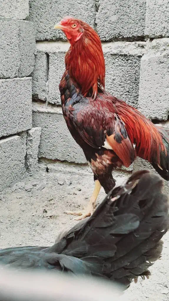 خروس|حیوانات مزرعه|رودان, |دیوار