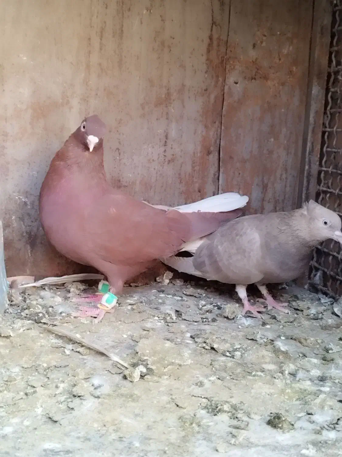 کبوتر دمسفید|پرنده|لنجان, |دیوار