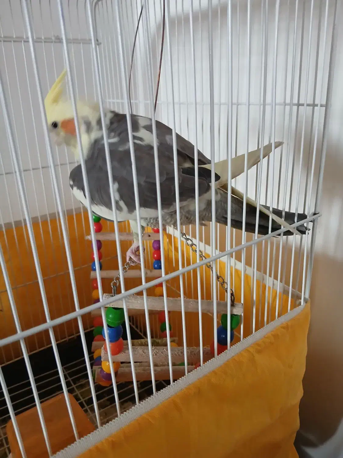 ۲ عدد عروس هلندی جوان|پرنده|ری, شهادت|دیوار