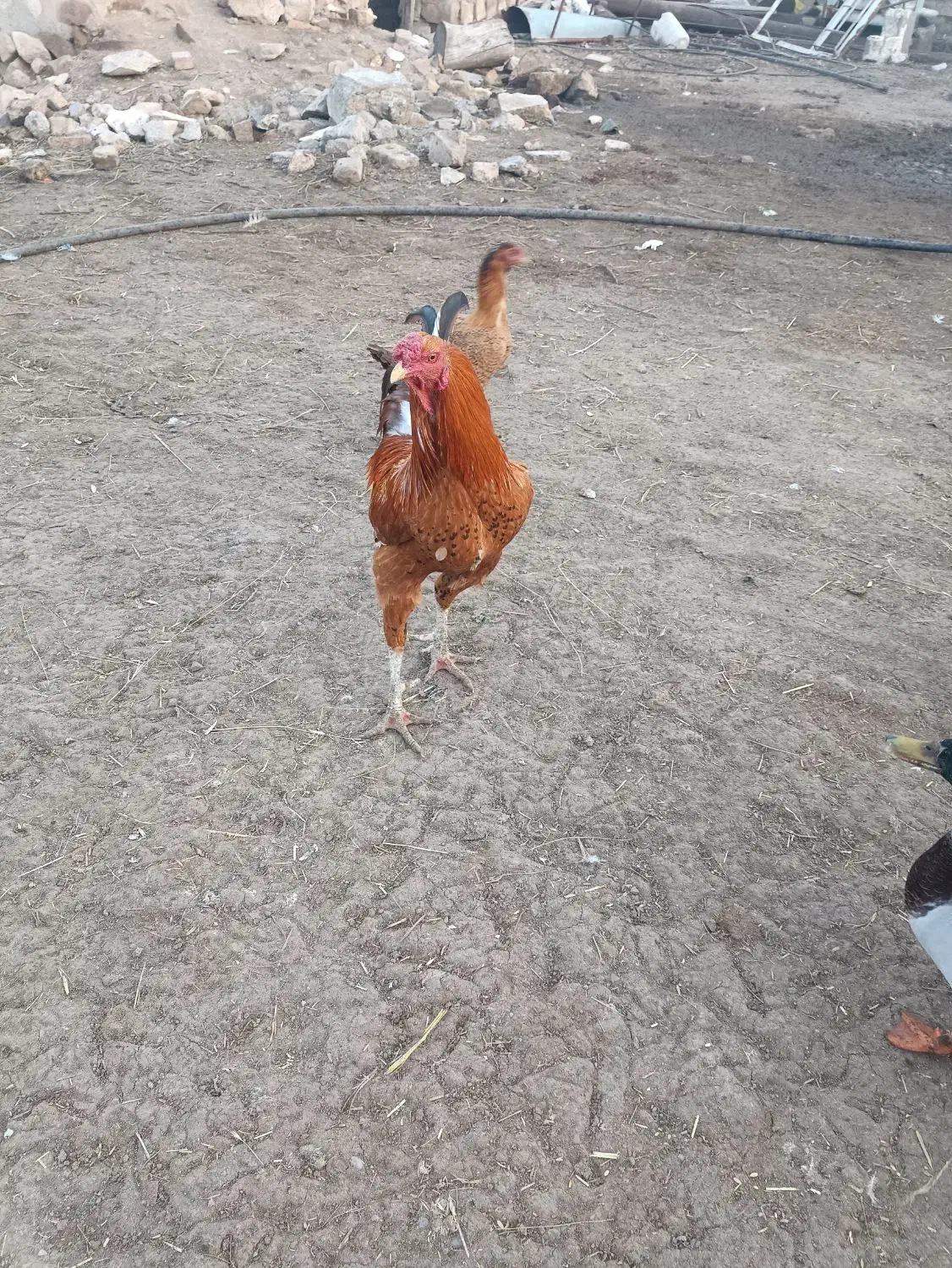 پرنده|حیوانات مزرعه|قزوین, |دیوار