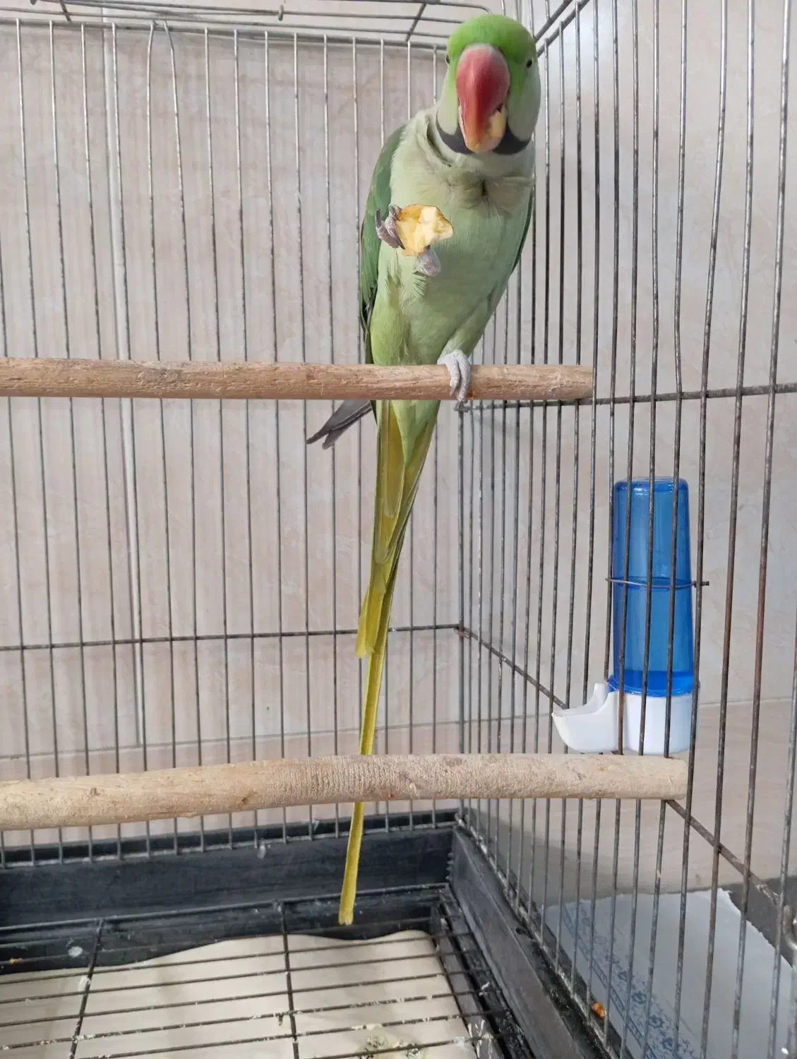 شاه طوطی دستی دستی|پرنده|قم, ولیعصر|دیوار