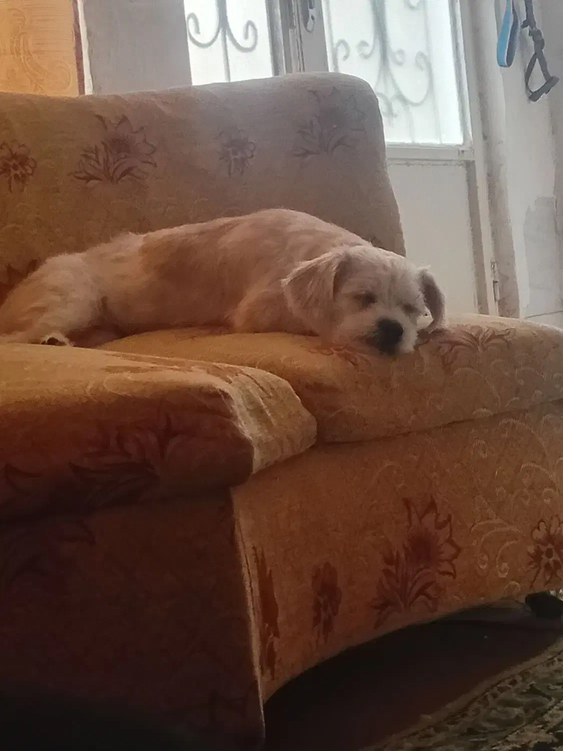 گمشده|سگ|مشهد, طبرسی شمالی|دیوار