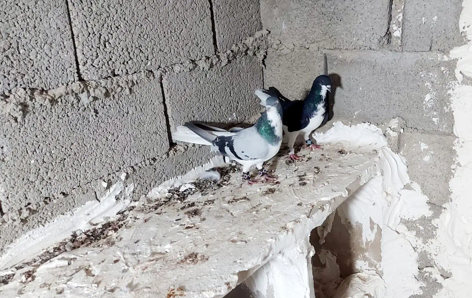 کبوترشهری|پرنده|بوشهر, |دیوار