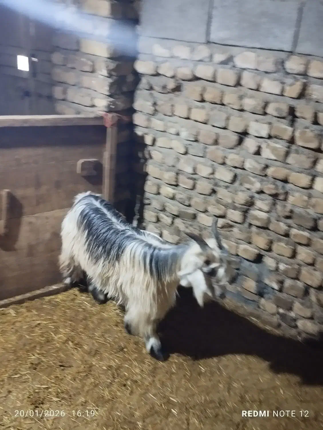 بزغاله|حیوانات مزرعه|بیرانوند, |دیوار