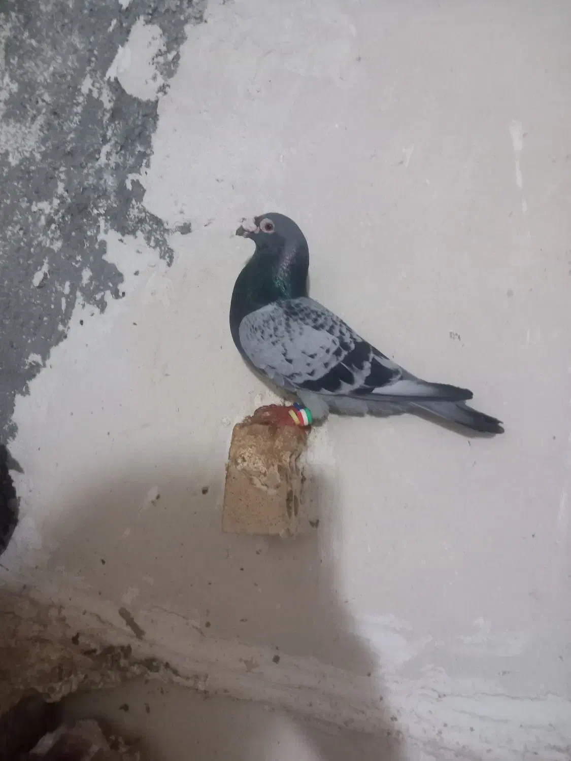 پرنده کبوتر|پرنده|مشهد, سمزقند|دیوار