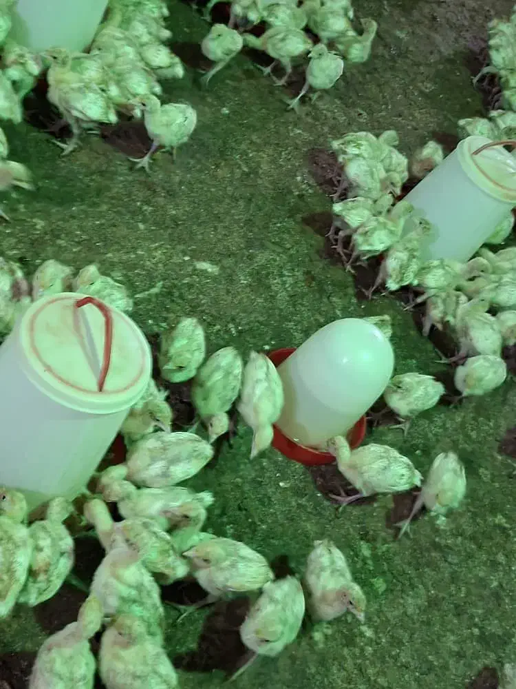 جوجه بوقلمون بیوتی۶زرین|حیوانات مزرعه|شیراز, حافظیه|دیوار