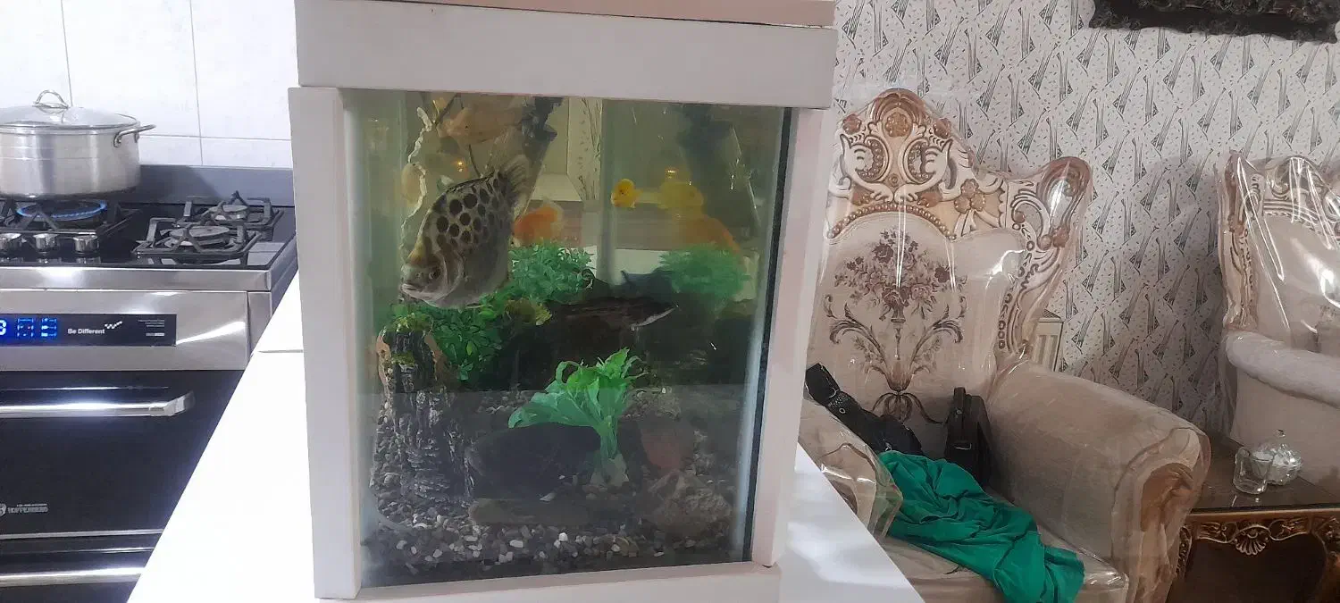 آکواریوم درقرچک|ماهی|قرچک, پارس سرام|دیوار