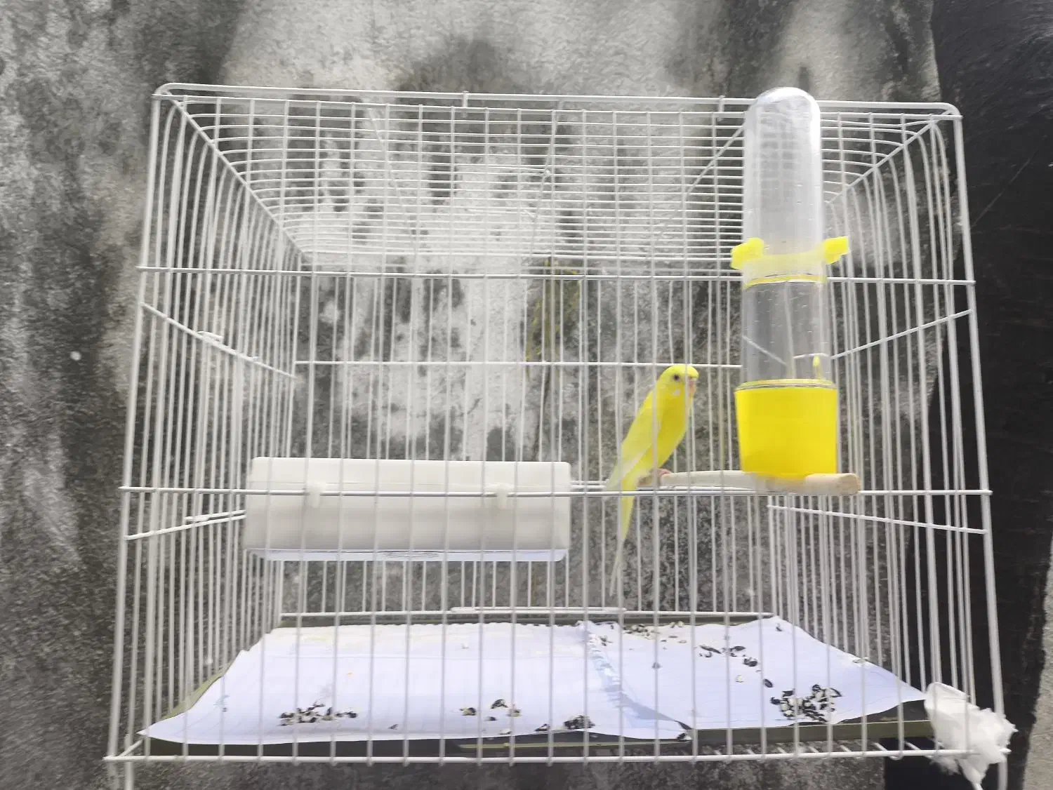 مرغ عشق|پرنده|رشت, فلسطین|دیوار