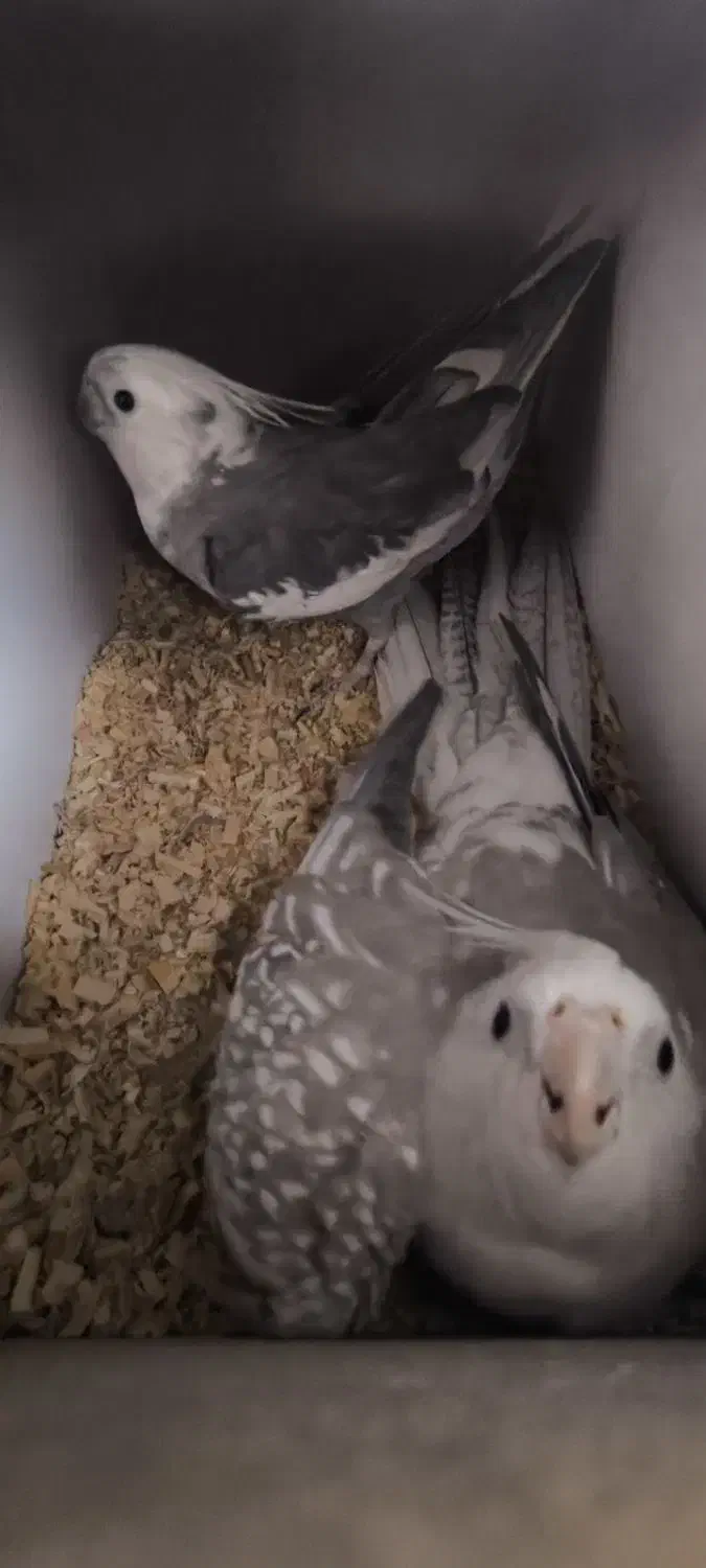 عروس هلندی سفید دست آموز نیم سخنگو|پرنده|نقده, |دیوار