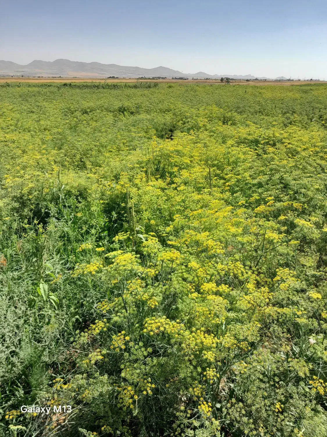 عسل ارگانیک|فعالیت داوطلبانه|سردرود, |دیوار