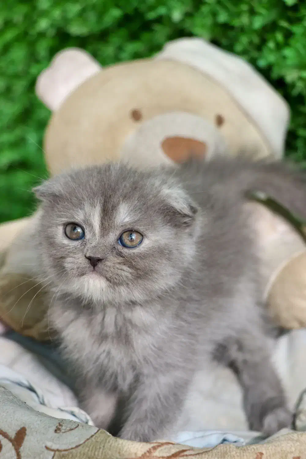 جمعه سیاه پیشی|گربه|اصفهان, کوجان|دیوار