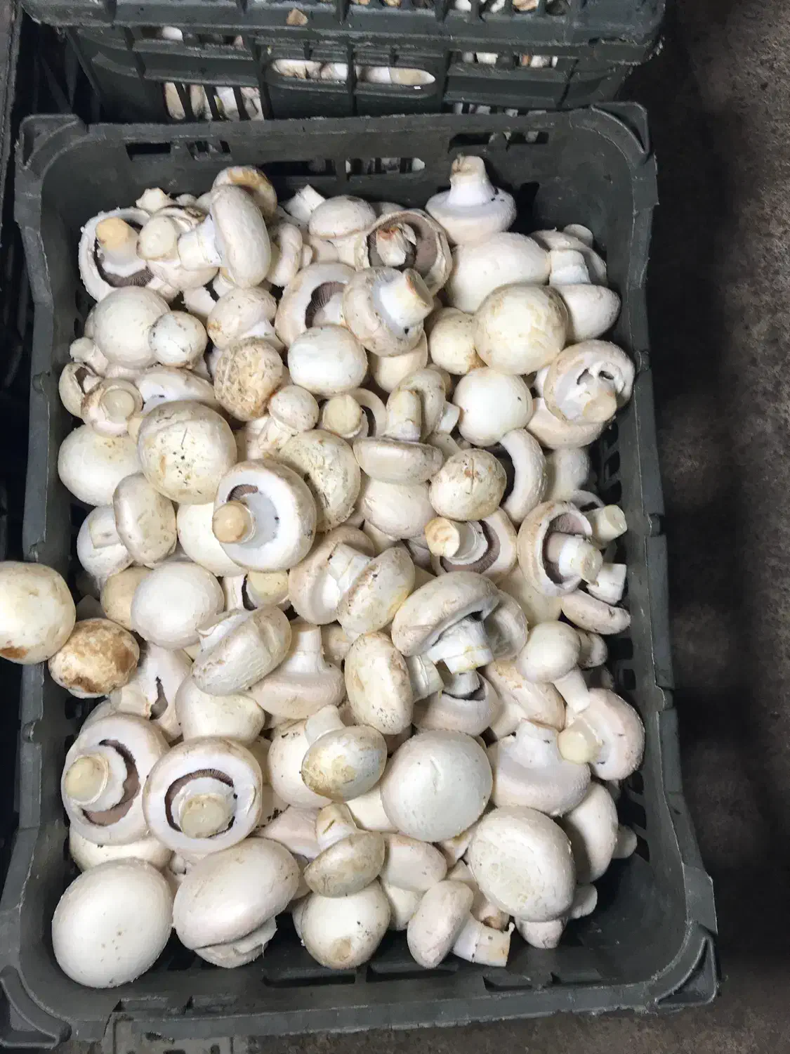 قارچ درجه ۲و درجه ۱ عمده و خورده|خوردنی و آشامیدنی|خوی, |دیوار