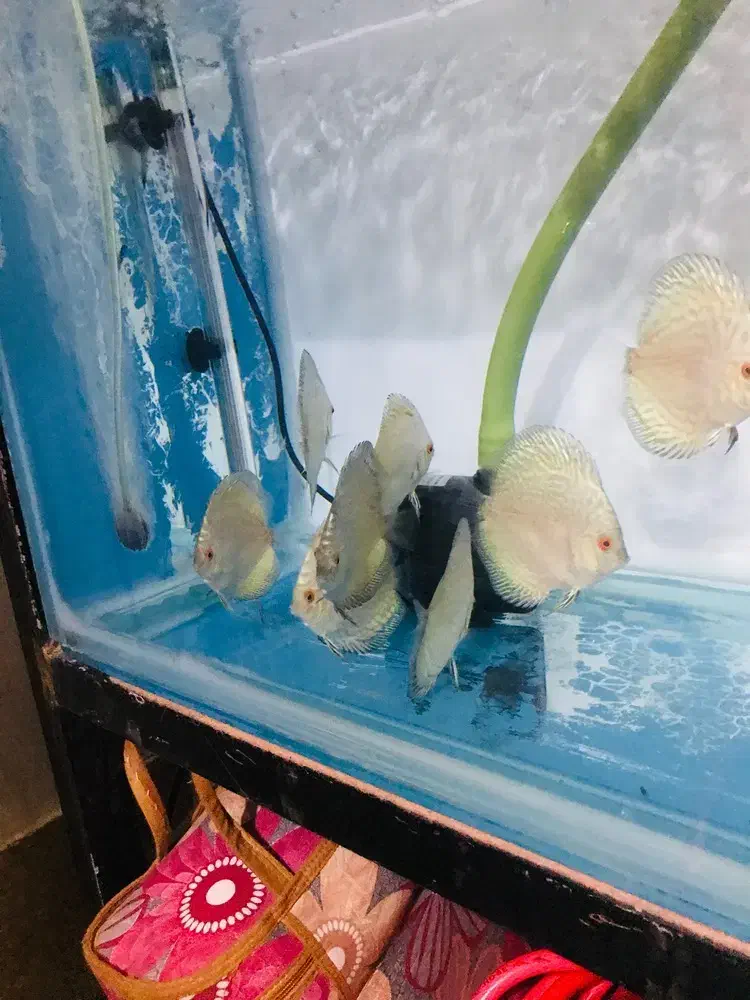 دیسکس|ماهی|فردیس, شهرک ۱۱۰|دیوار