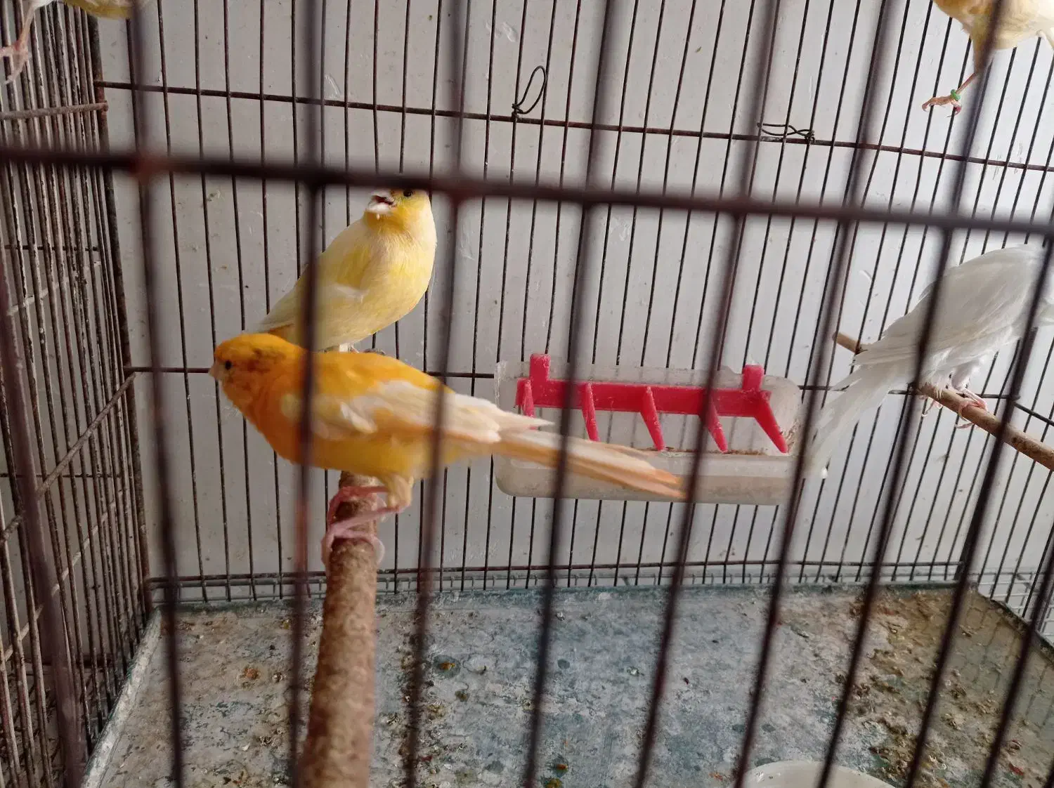 فروش قناری|پرنده|بهبهان, |دیوار