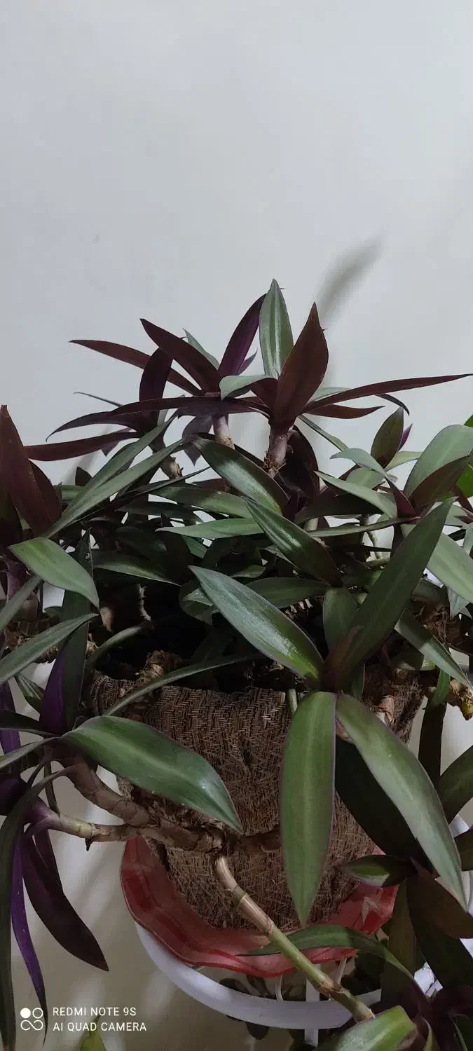 گل بنفشه آمریکایی (قاشقی بنفش)|گل و گیاه طبیعی|ماهان, |دیوار