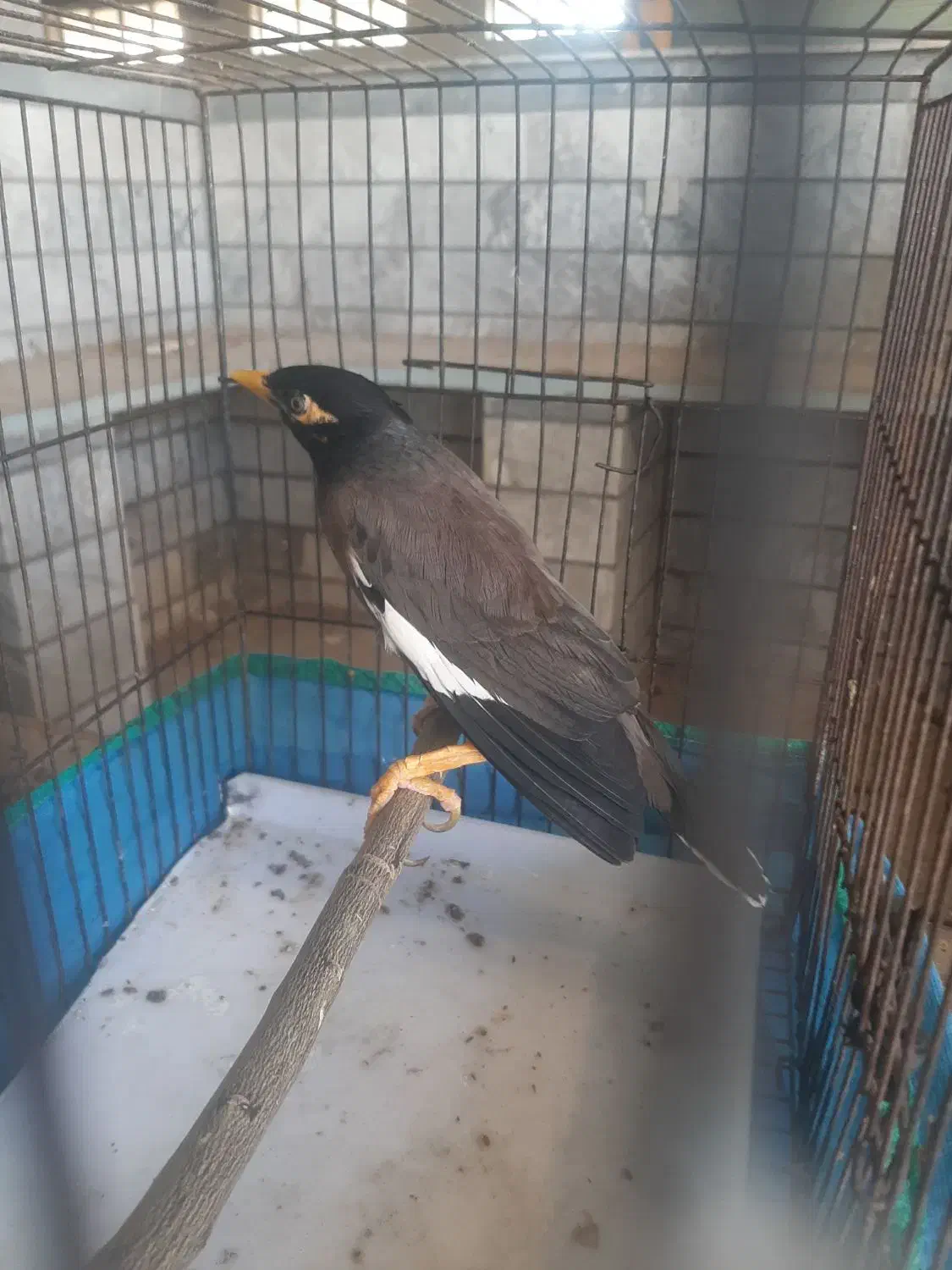 مرغ مینانرچشم ستاره ای اصل افغان،کلام دار|پرنده|دزفول, |دیوار