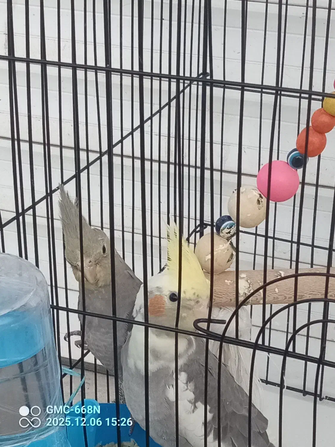 عروس هلندی خونگی بهشرت حرف زدن|پرنده|قرچک, شهرک طلائیه|دیوار