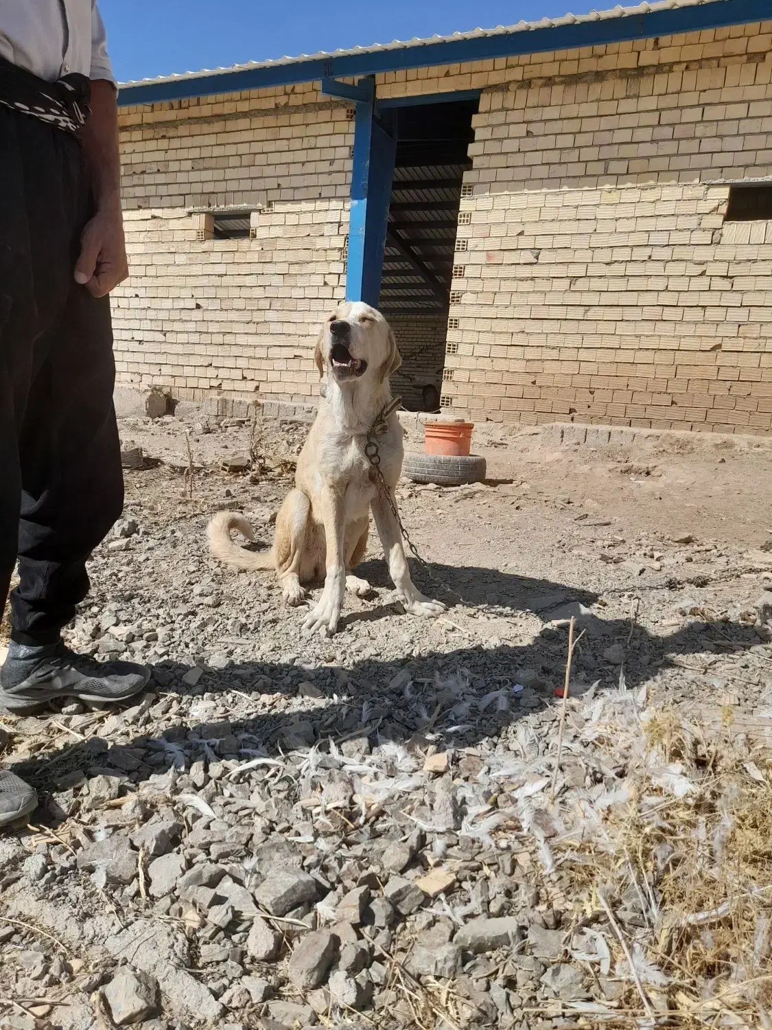 پژدر ۷ ماهه ماده|سگ|الیگودرز, |دیوار