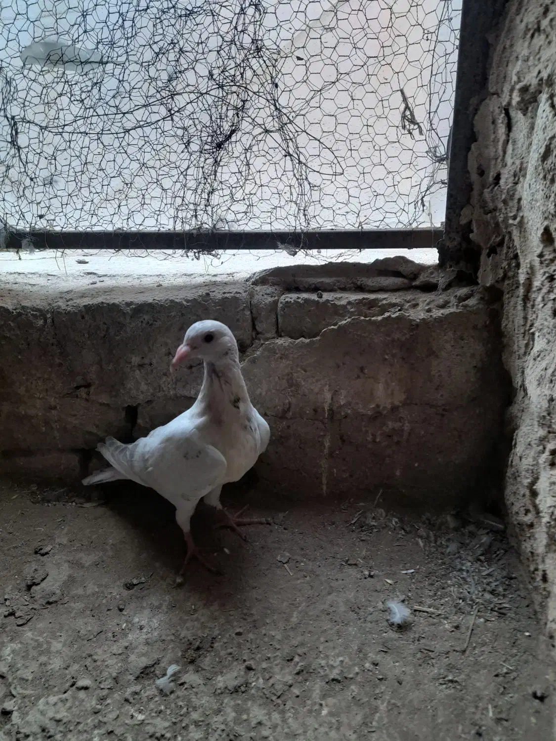 کفتر مغلف خطی|پرنده|اقبالیه, |دیوار