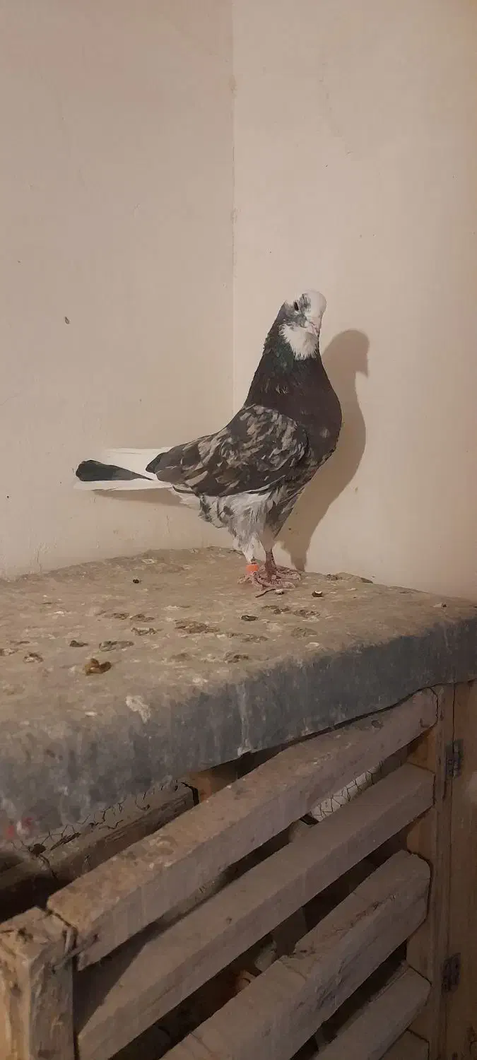 کبوتر  پرشی|پرنده|نهاوند, |دیوار