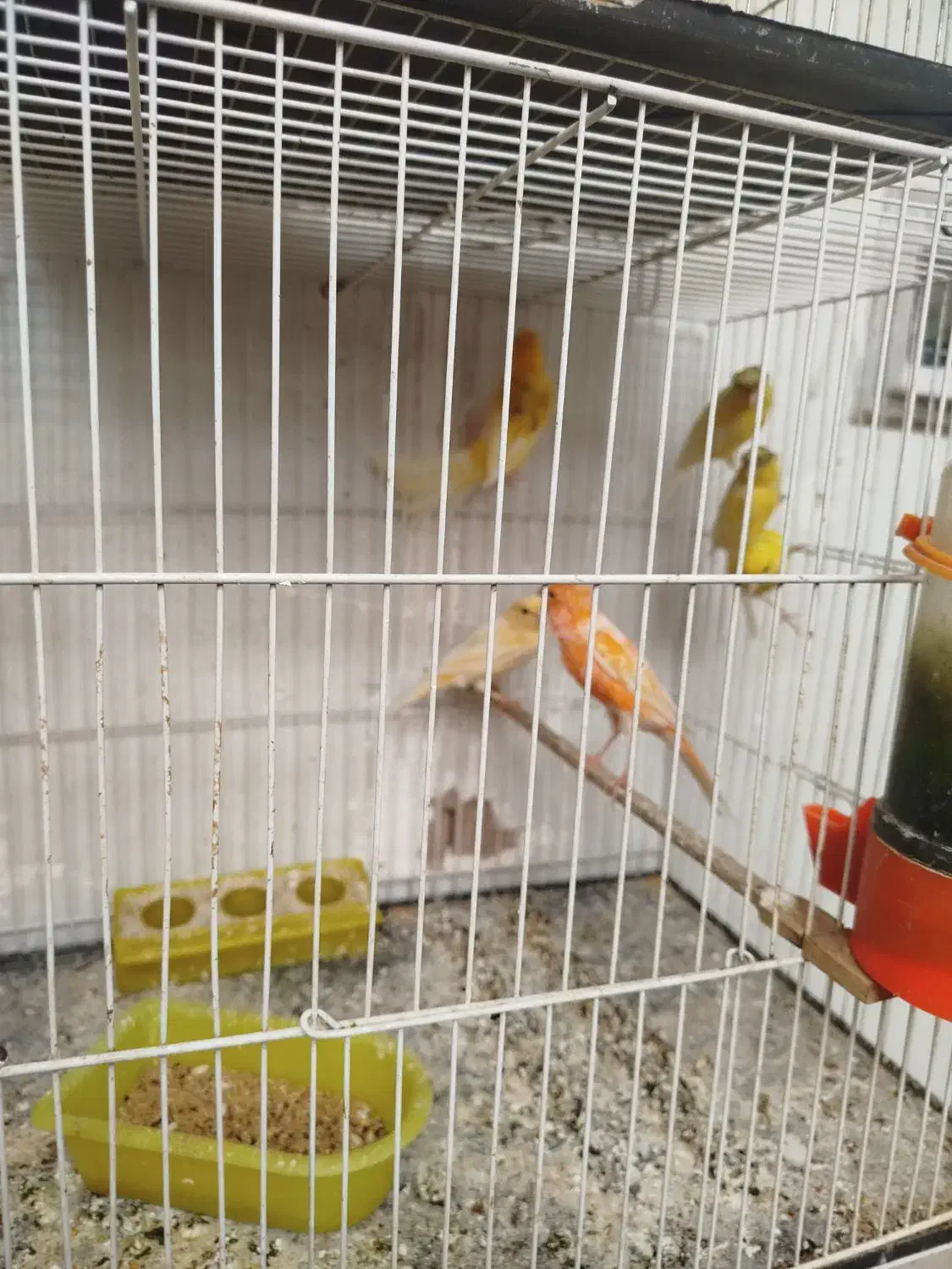 قناری ماده|پرنده|رفسنجان, |دیوار