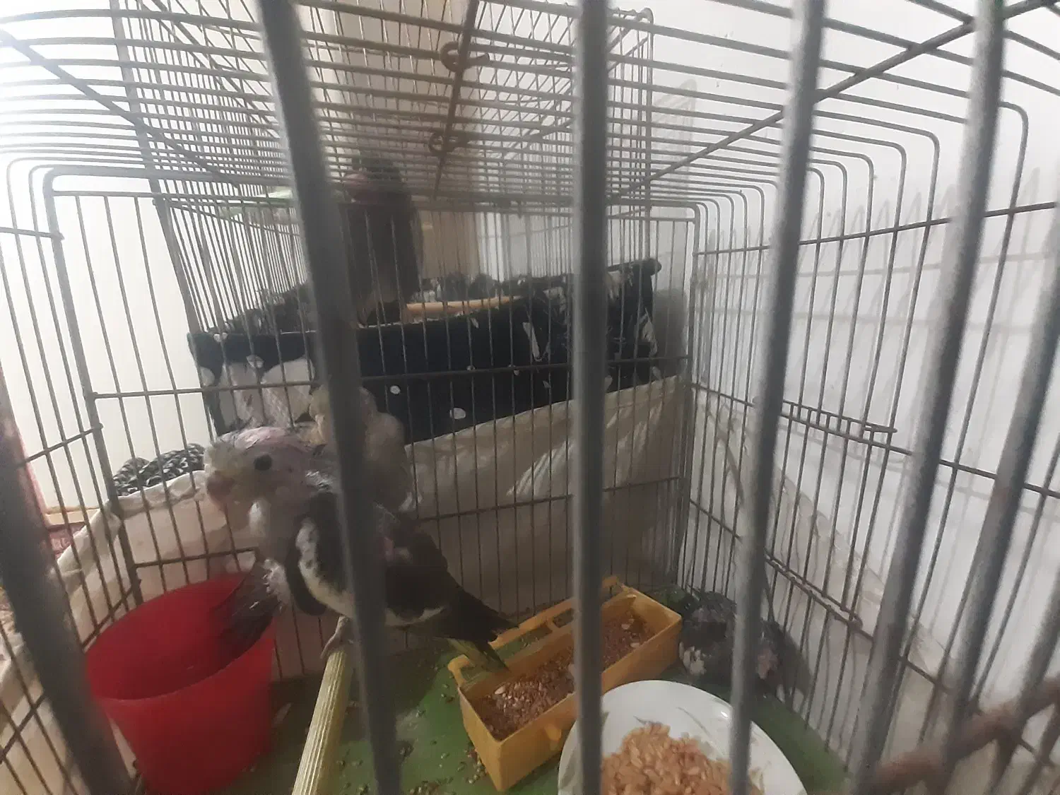 بچه عروس هلندی|پرنده|لاهیجان, گلستان|دیوار