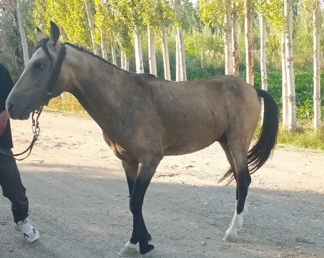 اسب|اسب و تجهیزات اسبسواری|سلماس, |دیوار