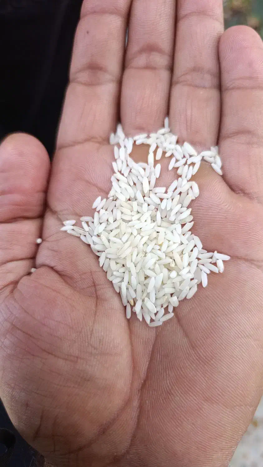 برنج عنبر بو درجه ۱ تیلکی|خوردنی و آشامیدنی|دزفول, |دیوار