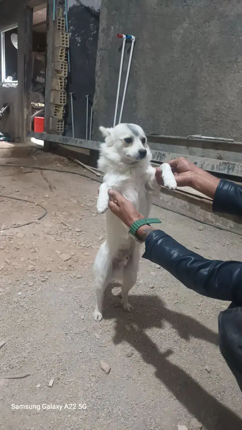 سگ پارمانین|سگ|خرمآباد, |دیوار