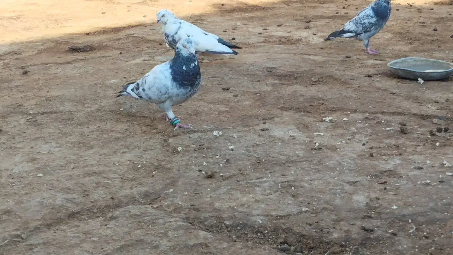 کبوتر پرشی زوردار|پرنده|گوآور, |دیوار