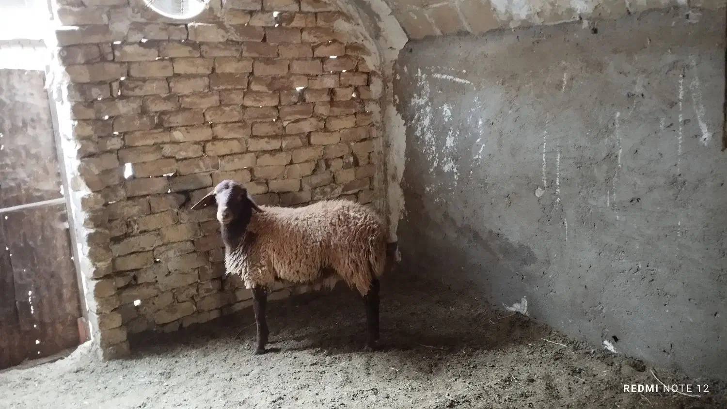 همو هترو|حیوانات مزرعه|کاشان, کوی اداره گاز|دیوار